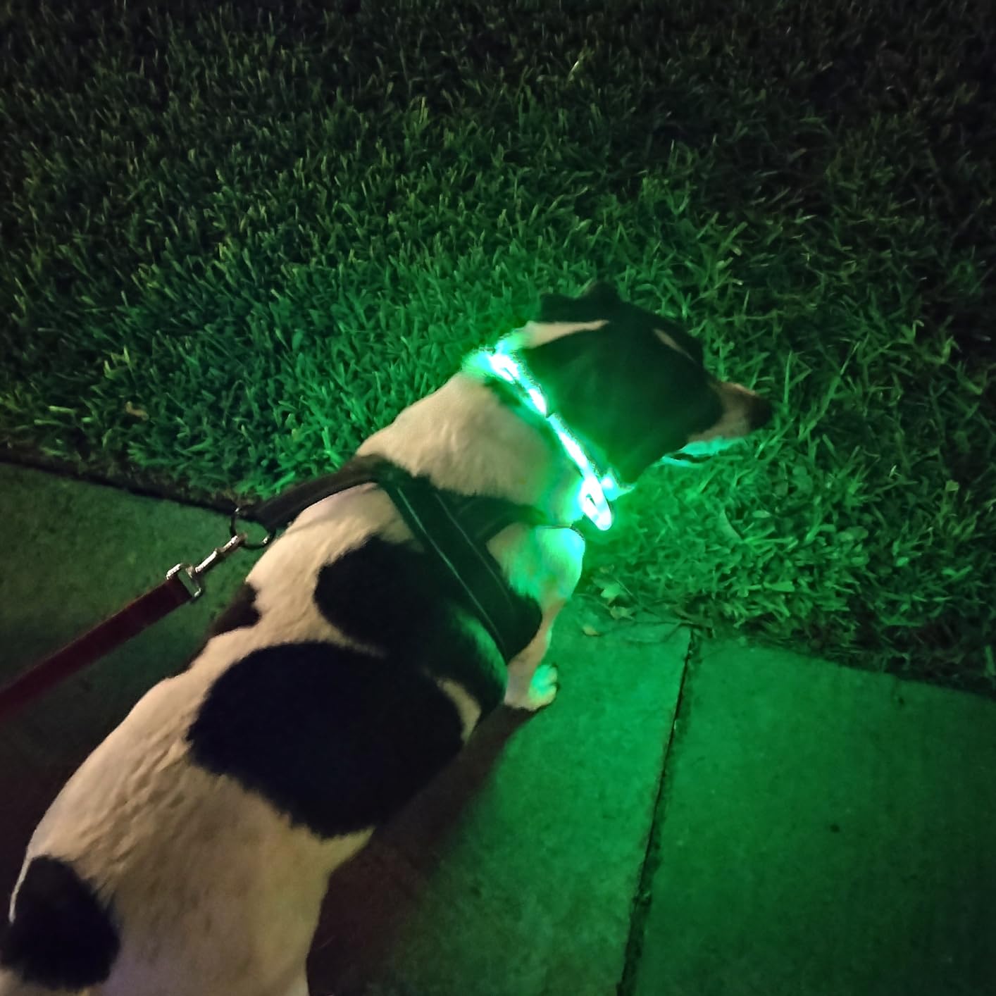 Silicone LED Dog Collar,USB Re - Tech Dog Accessories บทวิจารณ์และราคา